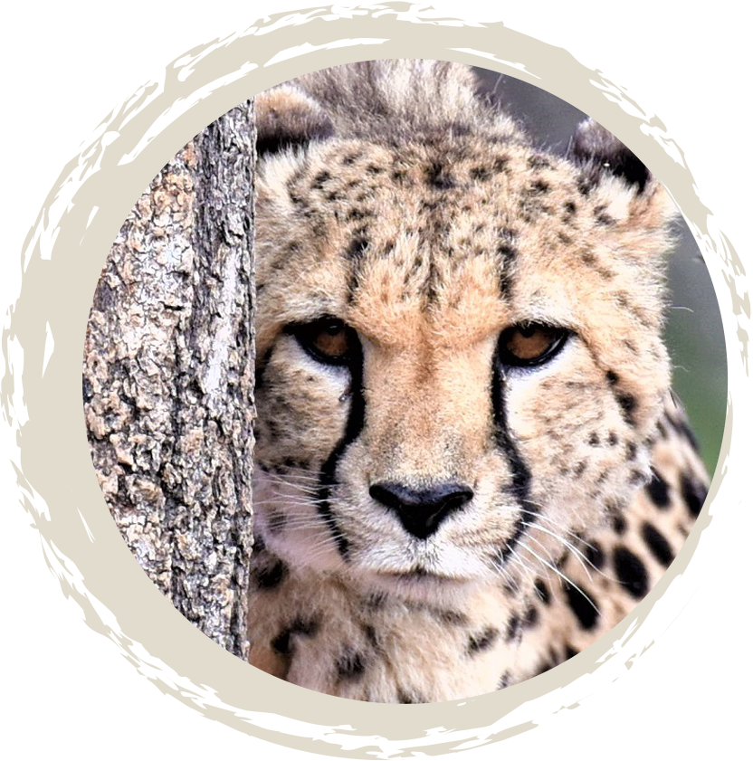 A circular image of a cheetah peering out from behind a tree