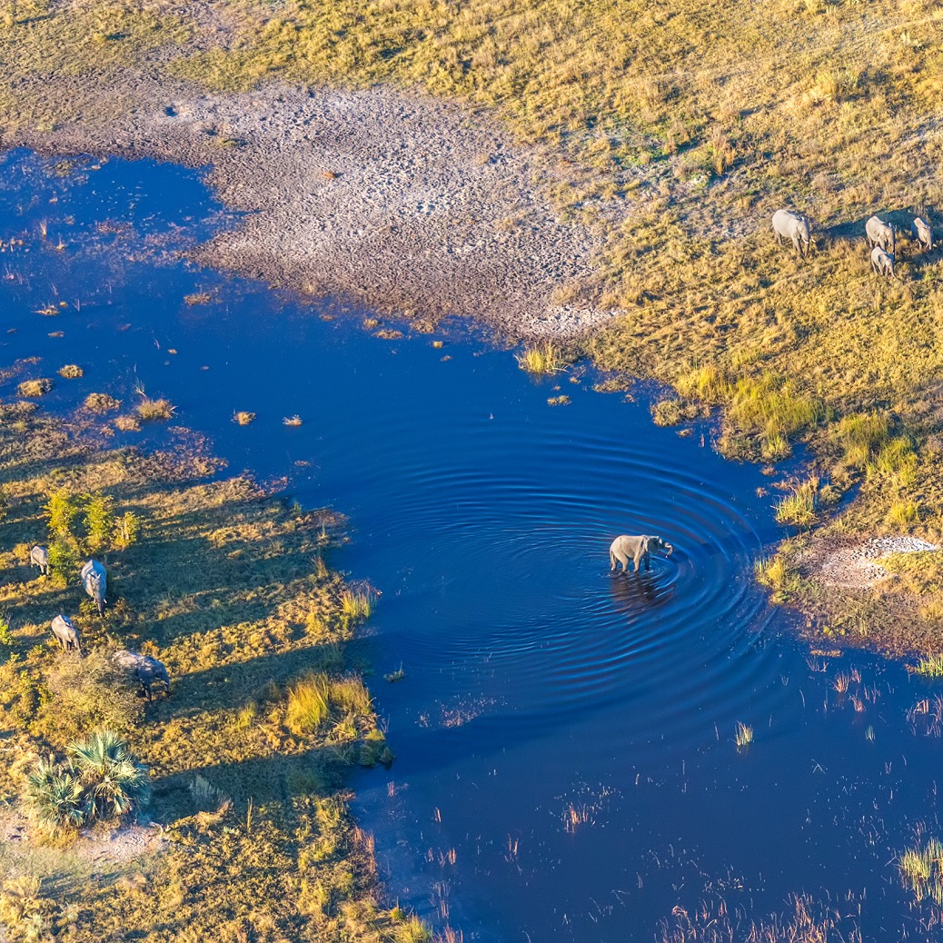 Aerial image of an elephant standing in a lagoon in Botswana's Okavango Delta