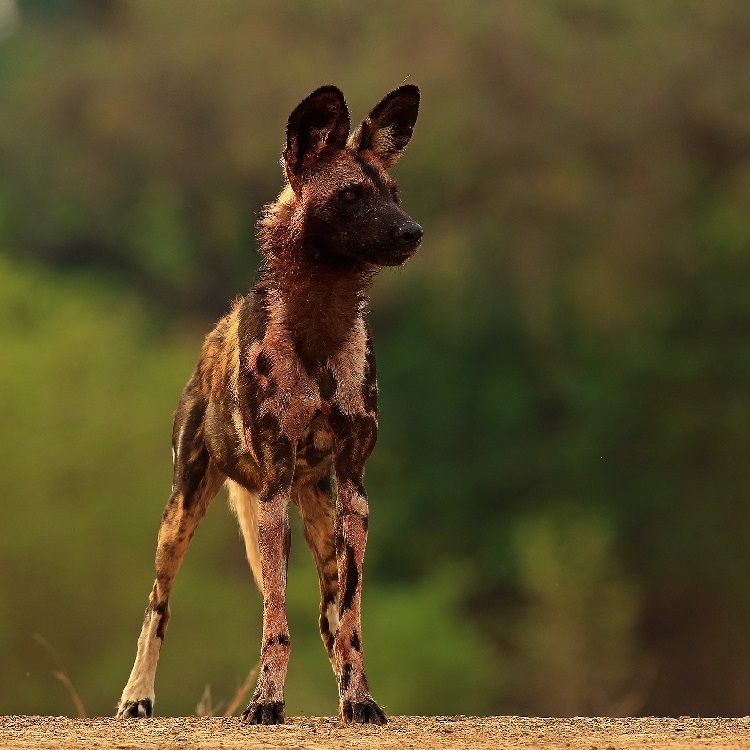 MP_wild-dog-750x750 Image of a single wild dog