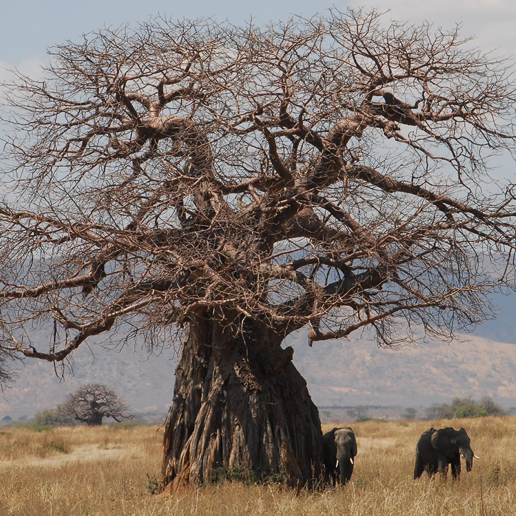 An image of a the savannah in Tanzania with a huge Baobab tree and elephants
