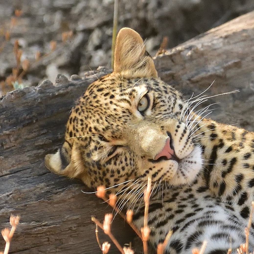 An image of a beautiful leopard with one eye open looking at the photographer