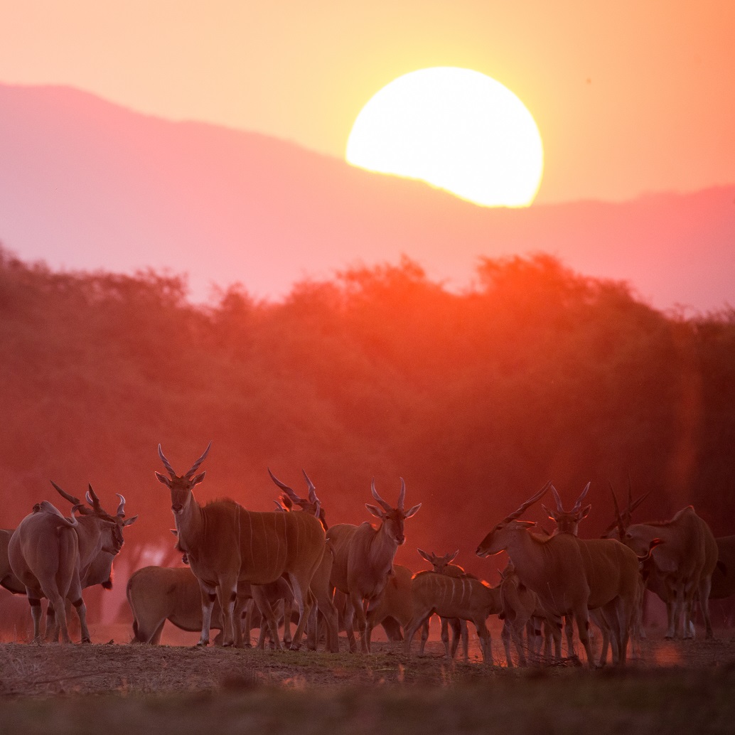 An image of sunset over the escarpment at Mana Pools, Zimbabwe with eland