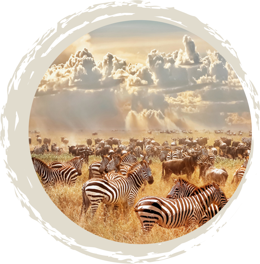 parallax-image-web Circular image of zebra and wildebeest - Serengeti
