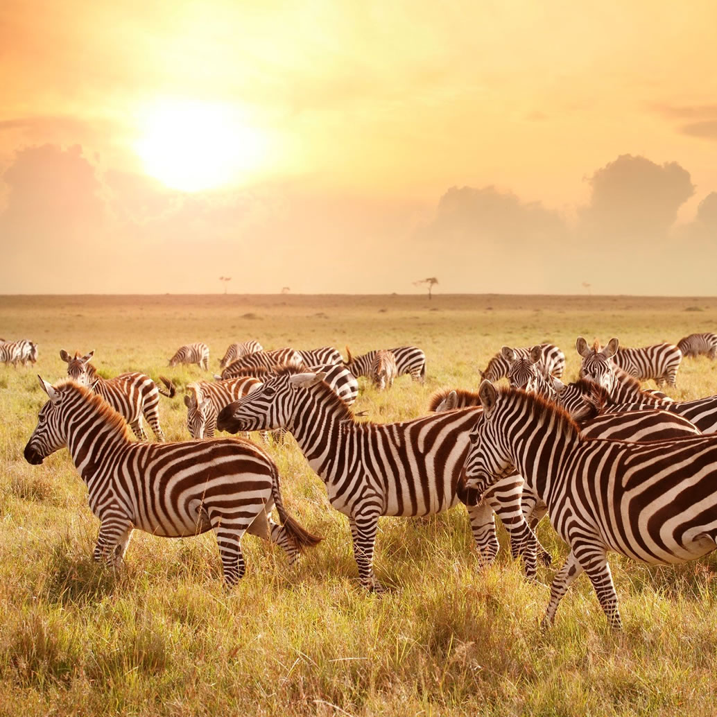 Image of dawn over the Serengeti with zebra migrating in the foreground
