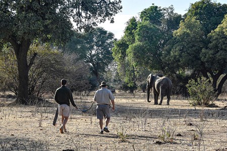 An image of Nick Murray and son Jed approach Grumpy the elephant to fit a new collar
