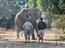 An image showing Nick and Jed approaching Grumpy with his new collar