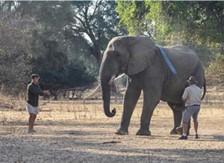 An image showing Nick and Jed aiding Grumpy the elephant