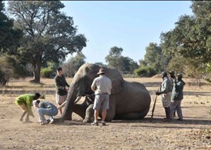 An image showing the crew from Bushlife Conservancy preparing Grumpy the elephant for recollaring