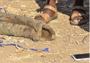 An image showing the team from Bushlife Conservancy checking Grumpy the elephant's vital signs while recollaring.