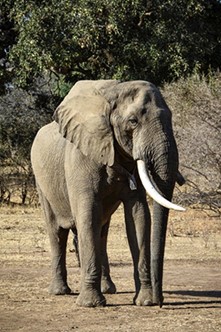 An image showing Grumpy the elephant back on his feet with his new collar and none the worse for his experience.
