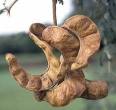 An image of the seed pod of the Winterthorn Tree that sustains many of the animals of Mana Pools in the dry season.