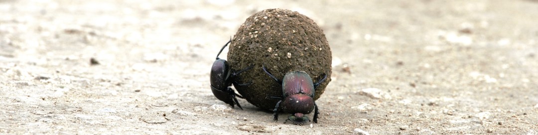 Dung ball