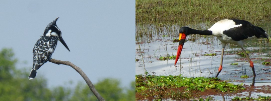 Pied Kingfisher & Saddle-billed Stork