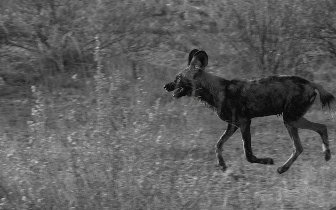 Wild dog frozen in time