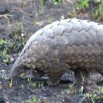 A pangolin fitted with telemetry