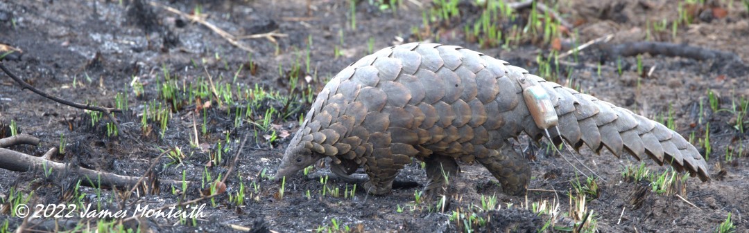 Saving Africa’s Pangolins – part 1