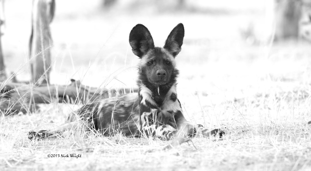Wild dog Zimbabwe