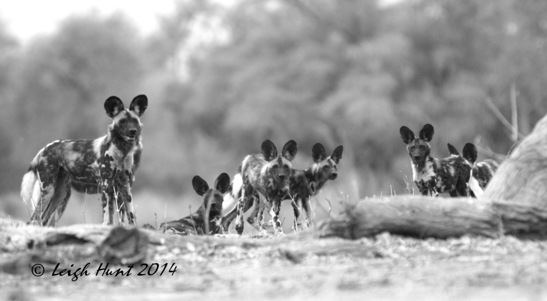 Tracking on foot - Wild dogs family Zimbabwe