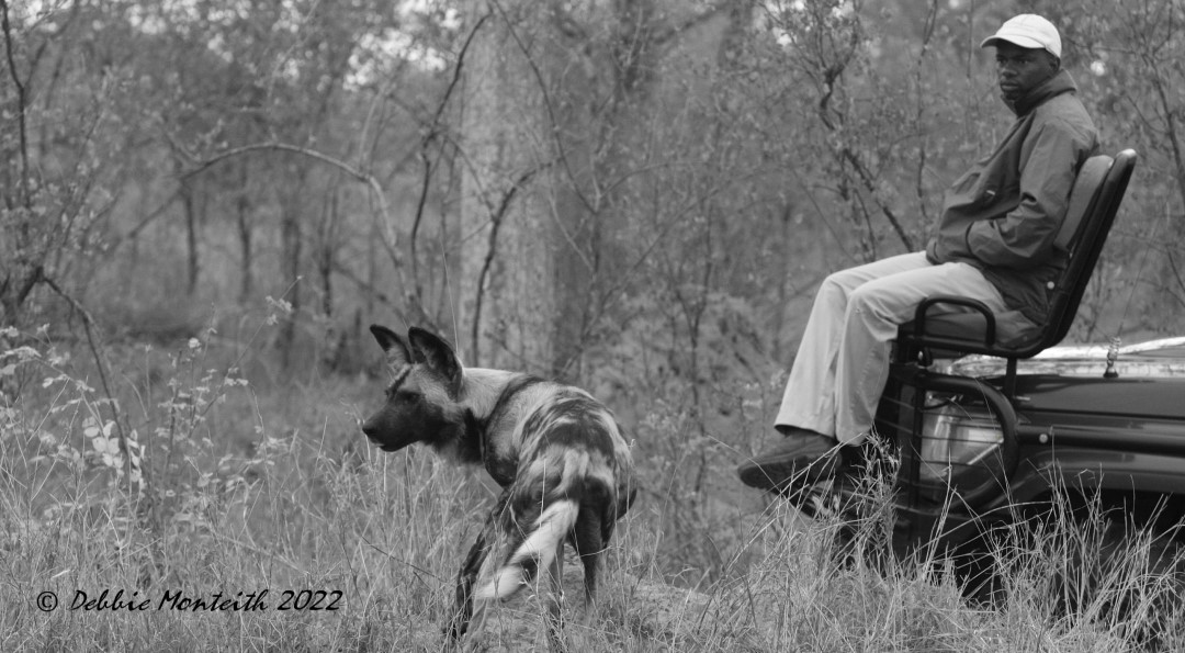 Wild dog and safari guide South Africa