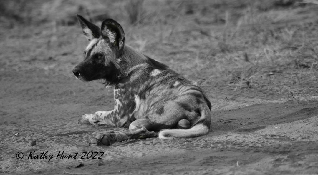 Wild dog Zambia