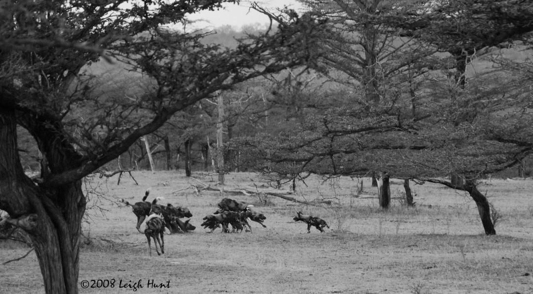 Wild dog pack preparing to hunt