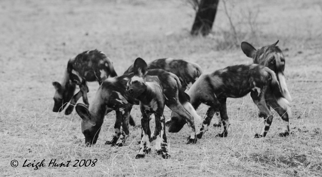 Wild dog puppies