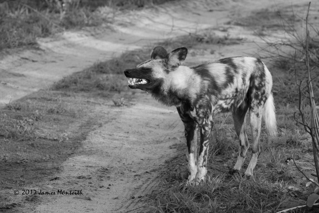 Wild dogs unique dental structure