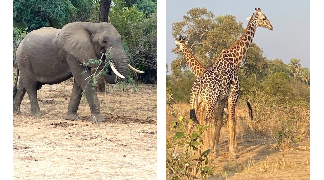 Elephant and Thornicroft's giraffe