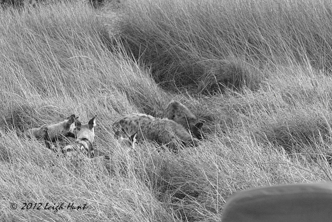 Wild dogs & hyena