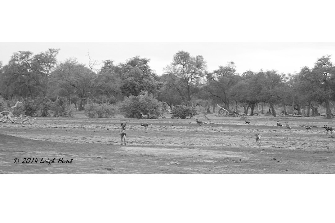 Wild dogs hunting impala