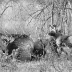 Dog scavenging a buffalo carcass