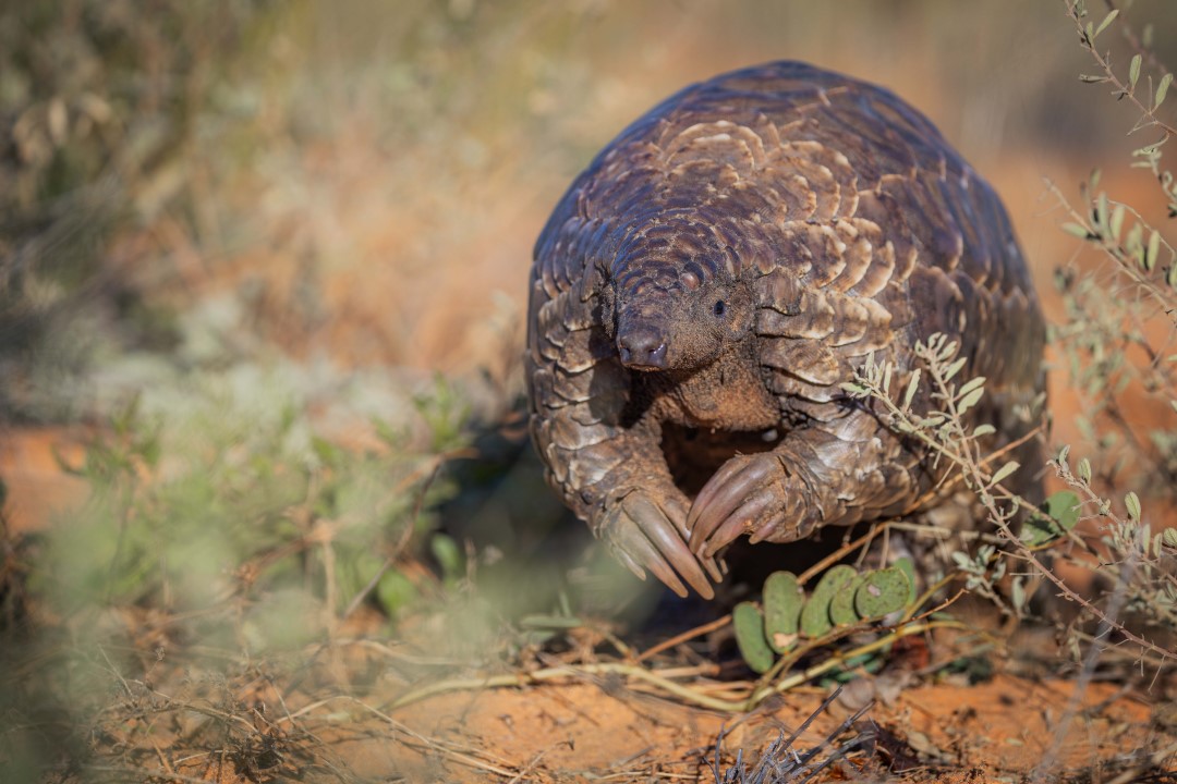 Pangolin advancing