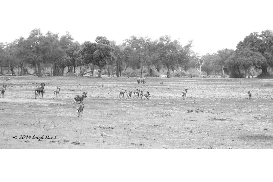 On foot with hunting dogs