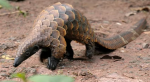 Blackbellied Tree Pangolin