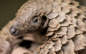 Temminck's Pangolin