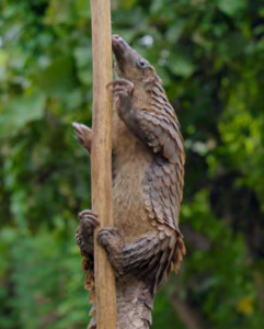 White Bellied Tree Pangolin